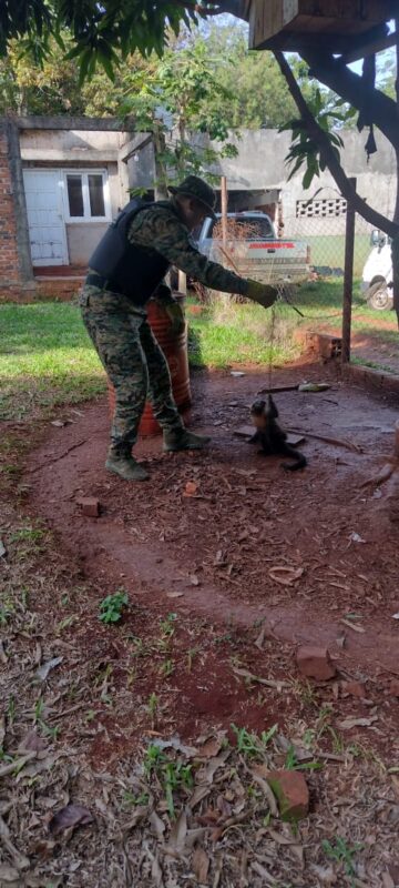 Liberaron una serpiente cascabel y un mono caí cautivo en Misiones 3 Liberaron una serpiente cascabel y un mono caí cautivo en Misiones