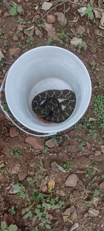 Liberaron una serpiente cascabel y un mono caí cautivo en Misiones 5 mono 3 - 4