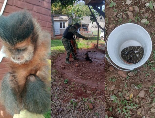 Liberaron una serpiente cascabel y un mono caí cautivo en Misiones mono - 2