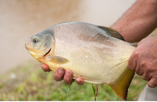 Semana Santa: “En Misiones consumimos solo 200 gramos de pescado de agua dulce al año” 4 pescado - 3
