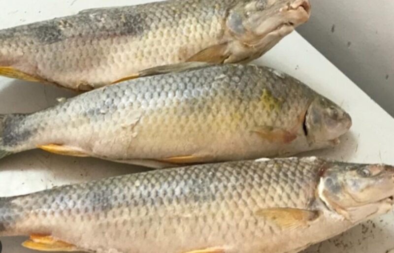 Semana Santa: “En Misiones consumimos solo 200 gramos de pescado de agua dulce al año” pescadoo 1 - 3