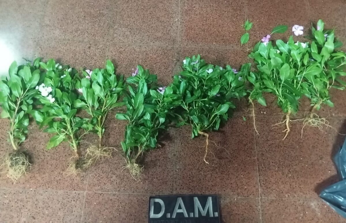 plantines - 2