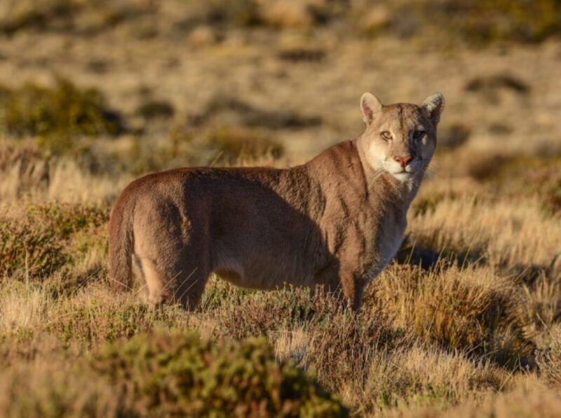 puma 1 - 1
