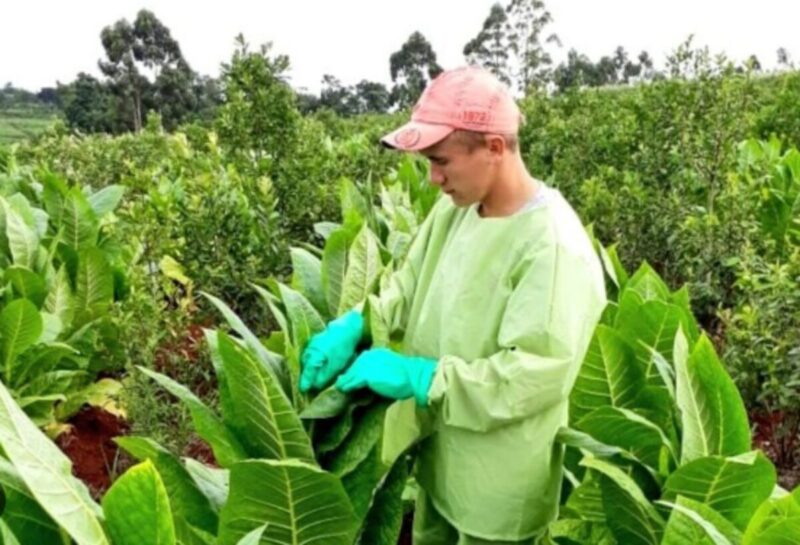 Cacho Bárbaro pidió controles y trazabilidad para ordenar el sector tabacalero en Misiones 6 tabaco
