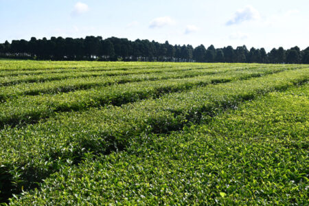 Exportadores misioneros de té y yerba buscan posicionarse en mercados internacionales te adentro - 1