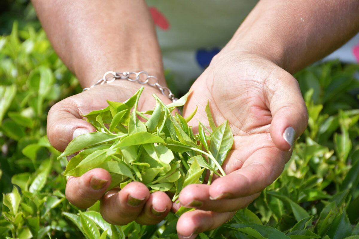 Exportadores misioneros de té y yerba buscan posicionarse en mercados internacionales 3 te adentro 2 - 2