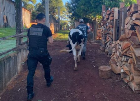 vaca - 8