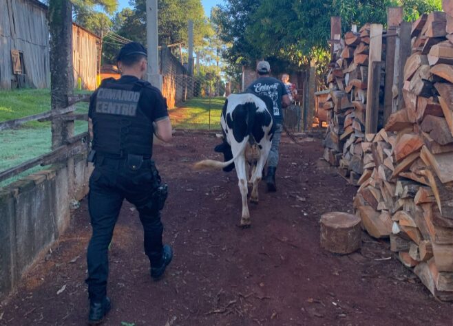 Desapareció su vaca lechera y fue recuperada 48 horas después en Oberá vaca - 1