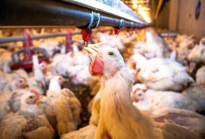 Argentina refuerza controles avícolas por brote de influenza en Brasil GrE0WO8WUAEUvfD - 2