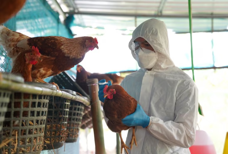 Argentina refuerza controles avícolas por brote de influenza en Brasil 4 - 3
