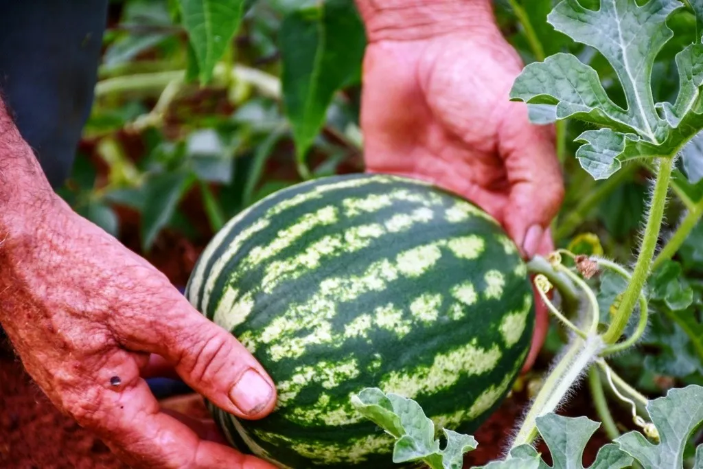 Misiones apuesta a la innovación agrícola: exitosa cosecha de sandía baby bajo invernadero 4 La sandía baby se distingue por su tamaño compacto (entre 1,2 y 3 kilos), su corteza fina, y una pulpa dulce, jugosa y con semillas pequeñas.