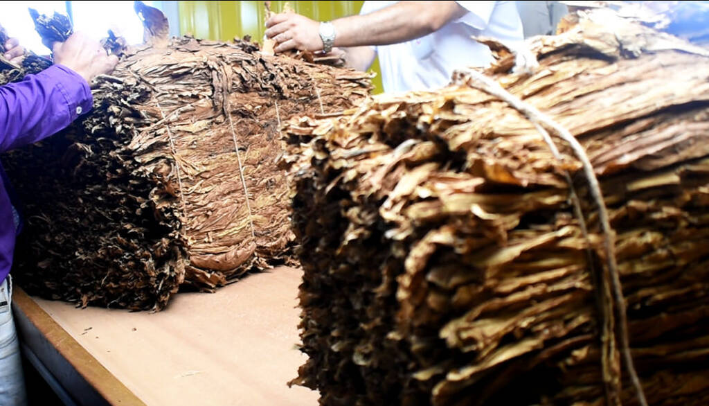 Con cifras en alza, el tabaco se consolida como un sostén clave de la economía regional misionera.