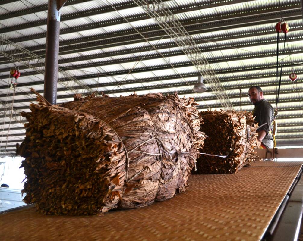 Fijaron el precio del tabaco en $4.062 por kilo para el inicio del acopio en Misiones 3 Tabaco 3 - 2