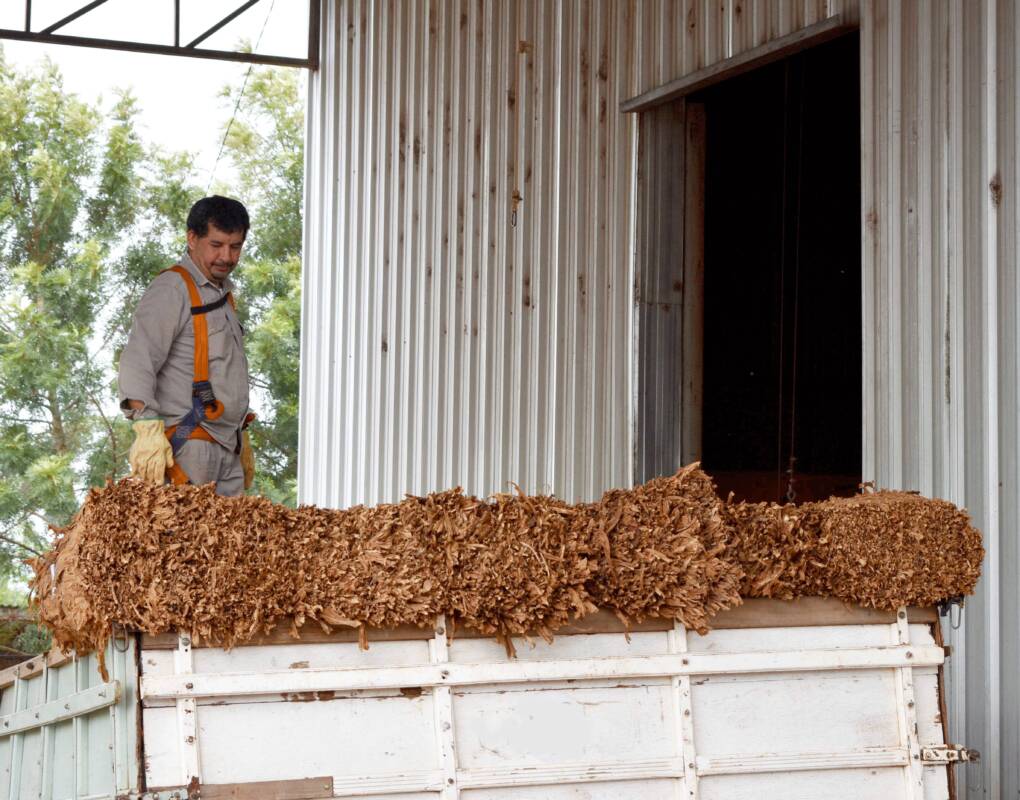 Misiones lidera la cosecha de tabaco 2024/2025 con 39 millones de kilos, la mejor campaña en 16 años. Más productores y mayor acceso al FET.