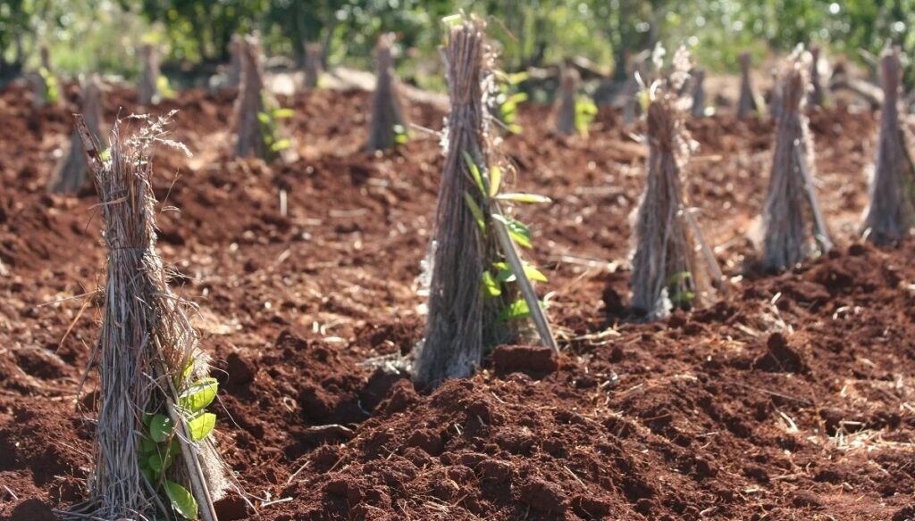 Derogan límite a nuevas plantaciones de yerba mate y se reabre el debate en el sector yerba