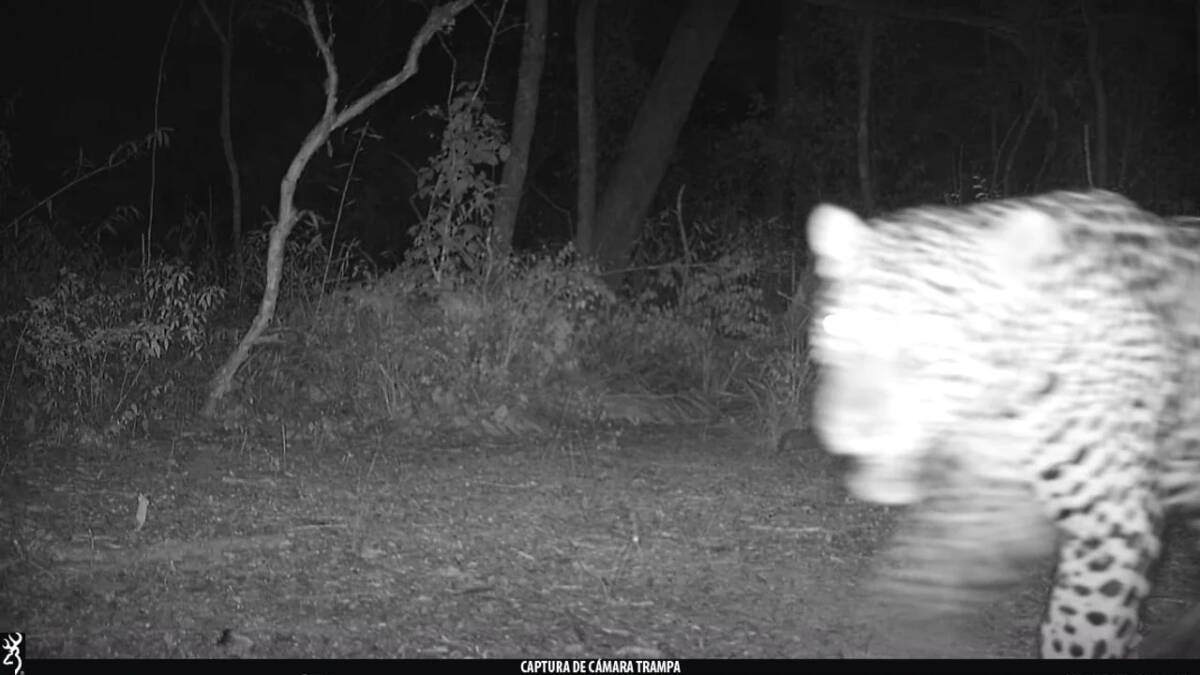 Registraron un nuevo ejemplar de yaguareté en el Parque Nacional Río Pilcomayo 5 WhatsApp Image 2025 05 14 at 08.30.47 1 - 4