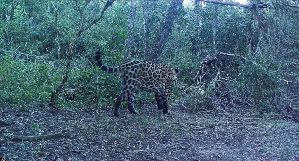 Registraron un nuevo ejemplar de yaguareté en el Parque Nacional Río Pilcomayo yaguareté