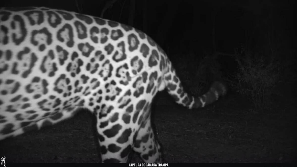 Registraron un nuevo ejemplar de yaguareté en el Parque Nacional Río Pilcomayo 3 WhatsApp Image 2025 05 14 at 08.30.47 - 2