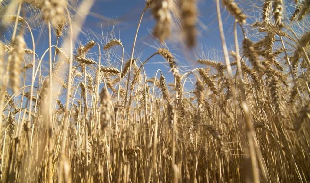 El Gobierno extendió la baja de retenciones para el trigo y la cebada, pero dejó afuera a la soja retenciones