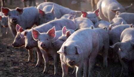 “Luchamos para mantenernos”: la crisis de la producción porcina en Misiones producción porcina