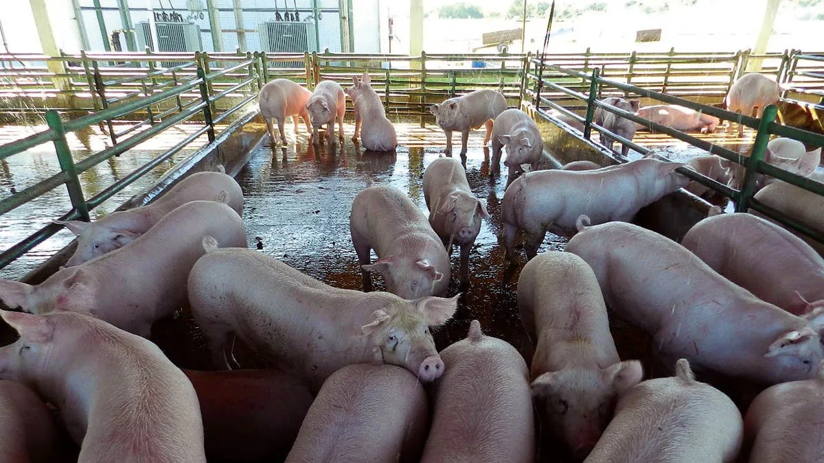 “Luchamos para mantenernos”: la crisis de la producción porcina en Misiones 2 WhatsApp Image 2025 05 27 at 09.44.01 - 1