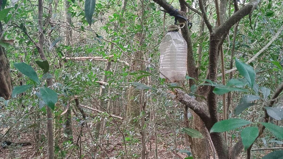 Caza furtiva en el Parque Provincial Caá Yarí: desactivan múltiples trampas contra la fauna 5 WhatsApp Image 2025 05 28 at 18.43.52 1536x864 1 - 4
