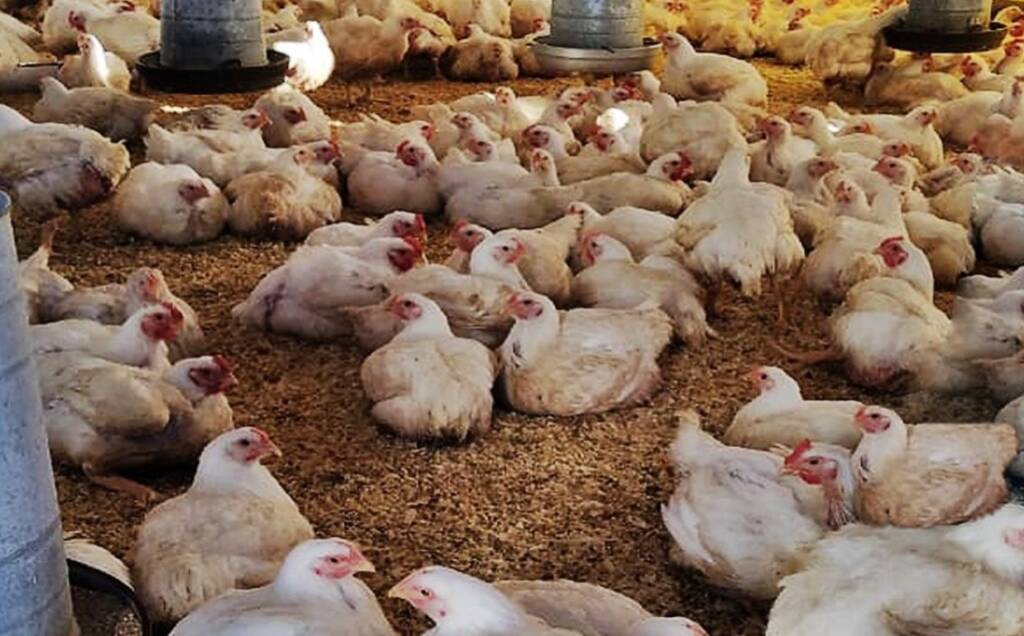 Producción avícola en Misiones: "El colono sabe producir, pero no nos dejan" producción avícola