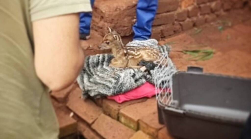 La cría fue llevada al Centro de Rescate de Fauna Silvestre OHANA