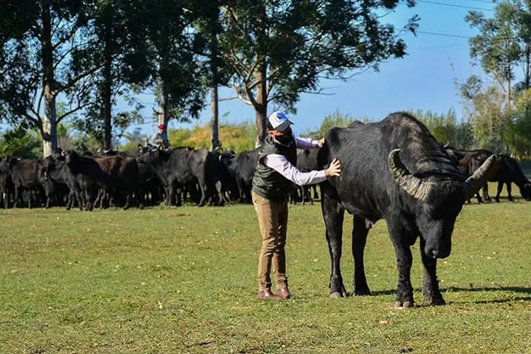 “Es mucho más fácil criar el búfalo. Es un animal noble, que no tiene problemas con la parasitosis que tenemos en la provincia”, dijo Pamberger