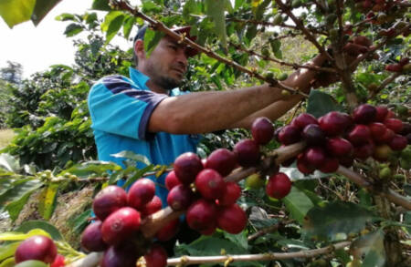 Poli chacra: “No se puede producir alocadamente sin tener en cuenta los antecedentes” cafe 4 - 2