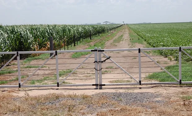 campo - 4
