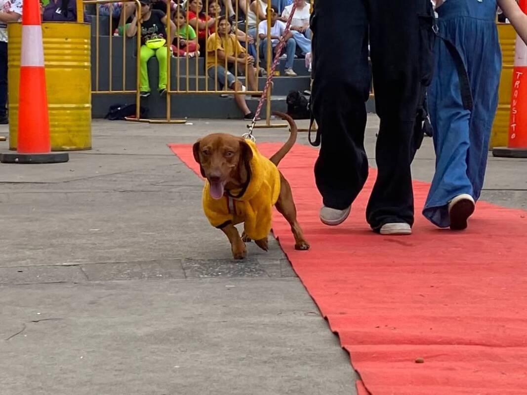 Concepción de la Sierra celebra a sus mascotas con un gran desfile y premios 6 desfile mascotas 1 - 5