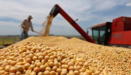 Alarma en el agro: “Todas las ventas de granos hoy son a pérdida” granoss 1 - 4
