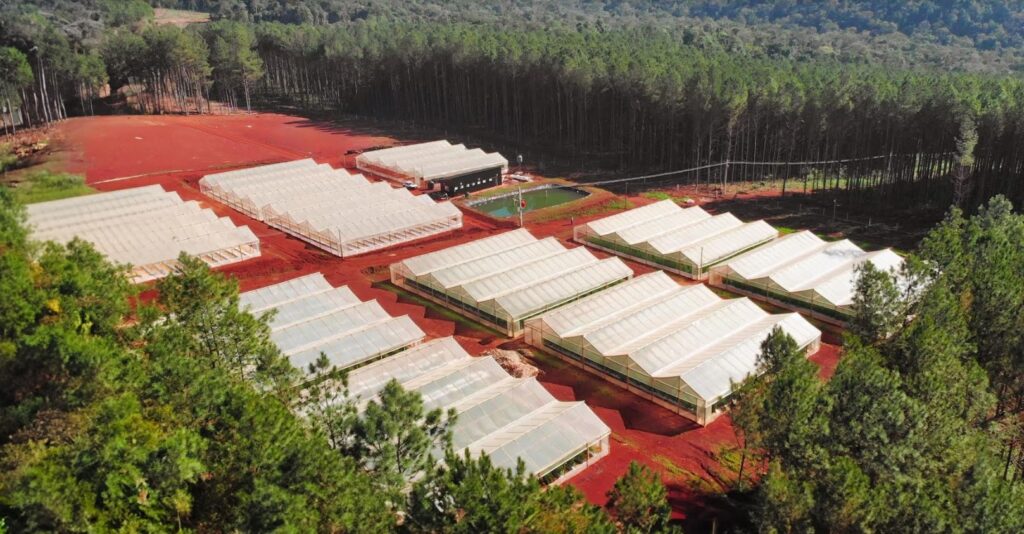 Misiones apuesta a la innovación agrícola: exitosa cosecha de sandía baby bajo invernadero 5 Uno de los pilares de esta innovación fue la técnica de tutorado vertical, que permite una densidad de plantación de hasta 33.300 plantas por hectárea (1.800 en esta experiencia piloto).