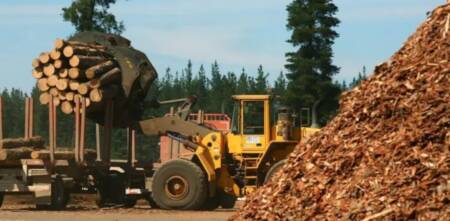 misiones produccion forestal 1 - 1