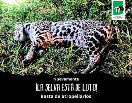 ocelote atropellado - 5