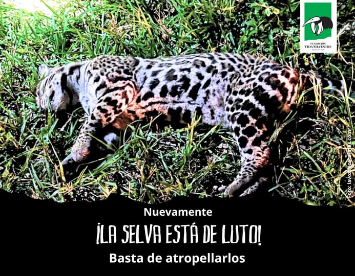Atropellaron y mataron a otro ocelote en el Parque Nacional Iguazú ocelote atropellado - 2