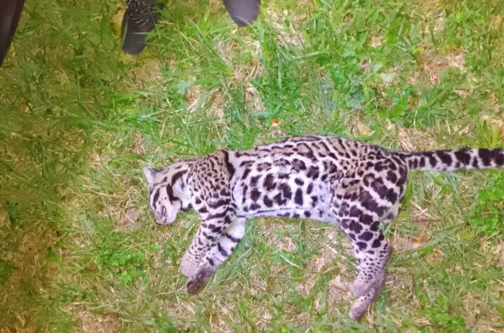 Atropellaron y mataron a otro ocelote en el Parque Nacional Iguazú 4 ocelote iguazu - 3