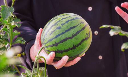 Misiones apuesta a la innovación agrícola: exitosa cosecha de sandía baby bajo invernadero sandia baby - 3