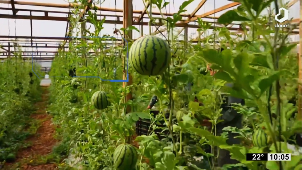 Misiones apuesta a la innovación agrícola: exitosa cosecha de sandía baby bajo invernadero 6 La cosecha alcanzó esta semana las 200 frutas con pesos de entre 1 y 2,5 kg, con una expectativa de más de 2.500 kilos en total - Foto: Gent Canal 12