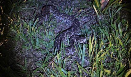 Tomaba mate en una plaza y le apareció una yarará en Apóstoles serpiente apostoles - 1
