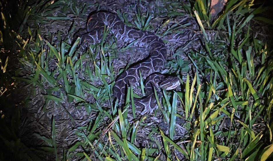 Tomaba mate en una plaza y le apareció una yarará en Apóstoles serpiente apostoles - 1
