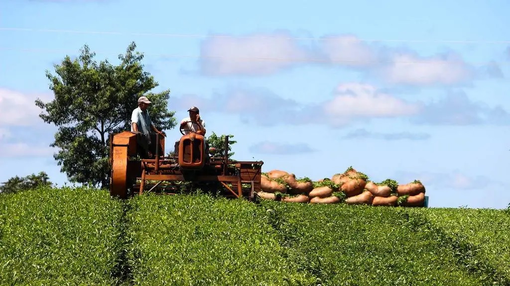 Tealeros rechazaron oferta de la industria y anticipan que el Agro deberá fijar precio 2 te