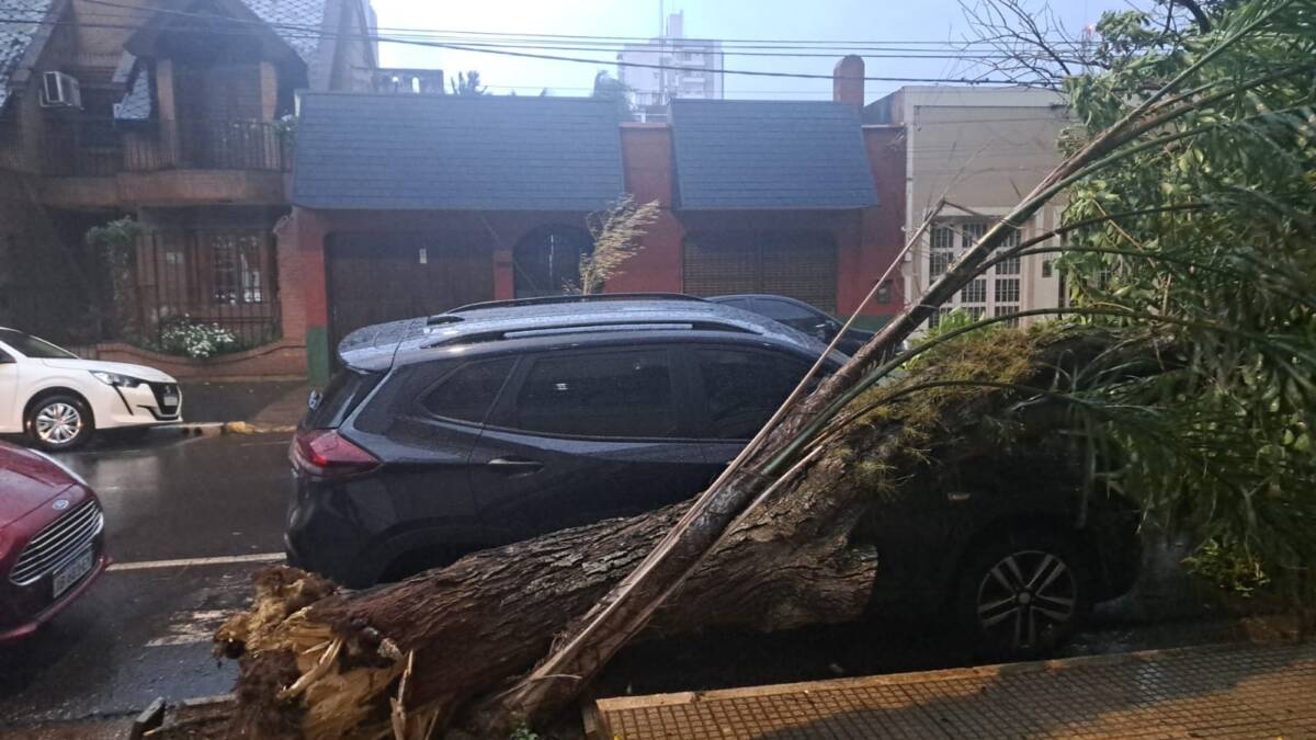 Fuerte tormenta en Posadas: árboles caídos, cortes de luz y mampostería destruida 4 temporal posadas mayo 3 - 3