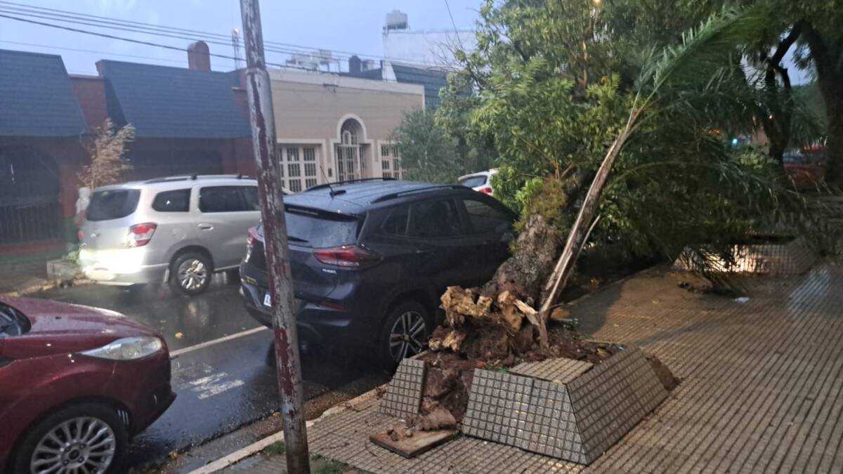 Fuerte tormenta en Posadas: árboles caídos, cortes de luz y mampostería destruida 6 temporal posadas mayo 4 - 5
