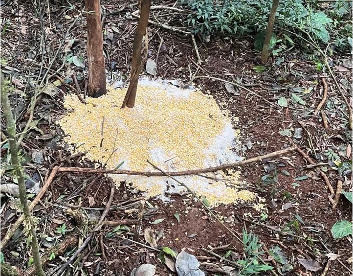 Caza furtiva en el Parque Provincial Caá Yarí: desactivan múltiples trampas contra la fauna 3 trampa - 2