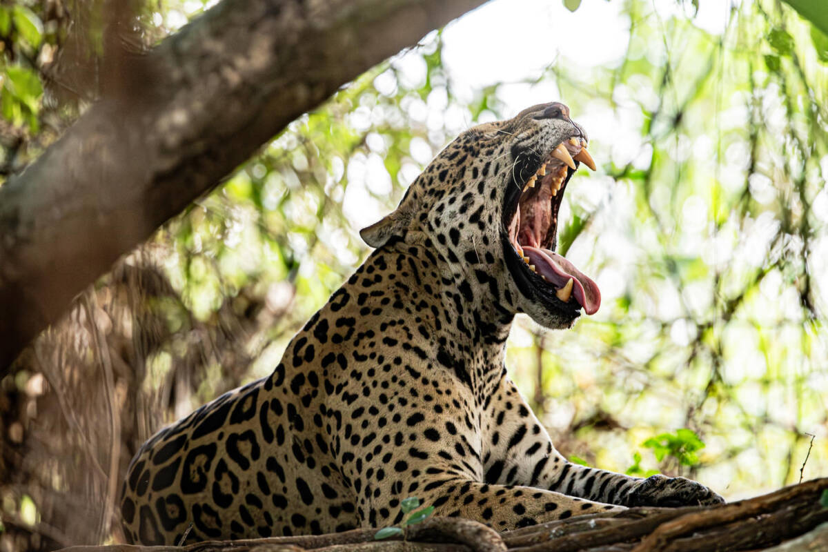 Iberá vuelve a rugir: crecen los avistajes de yaguaretés libres 2 yaguareté