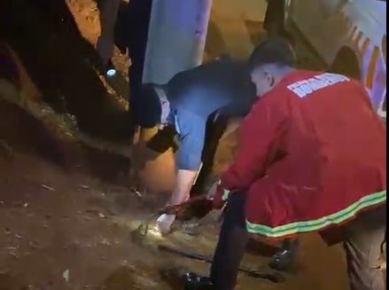 Tomaba mate en una plaza y le apareció una yarará en Apóstoles 3 yarara 2 - 2