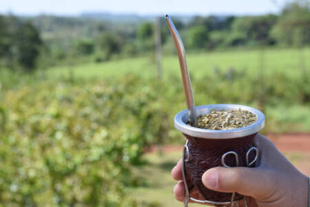 yerba y vino
