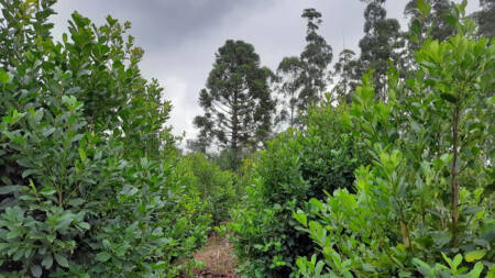 Misiones supera los 15 millones de kilos y domina la cosecha yerbatera frente a Corrientes misiones yerba